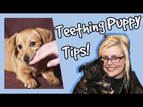 Top Tips for Teething Puppies, How to Help Puppies Teething, Plus Competition!