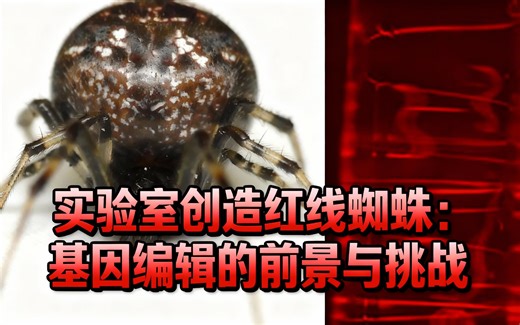 [中配]实验室创造红线蜘蛛：基因编辑的前景与挑战 - Out-of-Place Zoologist