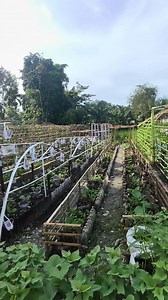 16K reactions · 6.2K shares | community Garden ng Bgy Evangelista Naujan nakaka inspired #garden #communitygarden #organicGardenning | Rodel C. Seniaga | Facebook