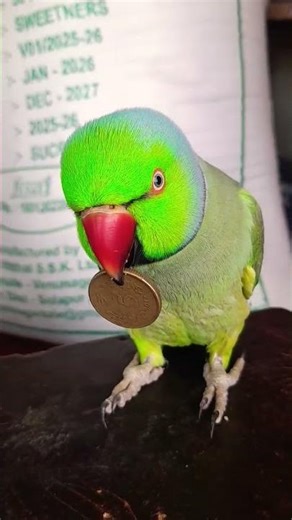 Garmi me Koi Kami Hai Kya #funny #indianringneckparrot #comedy