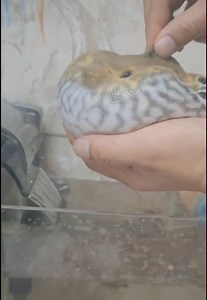 100K views · 1K reactions | So amazing - strange fish | New Cinema 2019 | Facebook