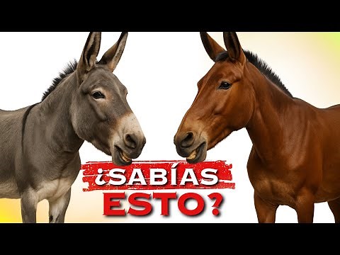 The Genetic Mystery Explained in 10 Minutes! | Donkey vs. Mule