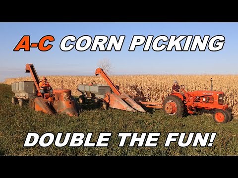 Allis Chalmers Show: Corn Picking 2024 With Two Vintage Allis Chalmers Corn Pickers!