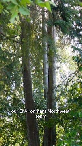 🌲🌲🌲What's killing Washington state's trees? The latest forest health report reveals 545,000 acres of trees are dead or dying. It's not a record total, but the Wa State Department of Natural Resources says budget cuts and climate change are causing concern. Full report at 5:30pm on KING 5 and you can find it on our website at that time too. #environment #pnw #washingtonstate #forest #trees | Farah Jadran