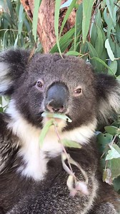 KOALA DEMOLISHES GUM LEAVES IN UNDER 30 SECONDS. Sorry for all caps, but we can't overemphasise the importance of watching this Tidbinbilla Nature Reserve cutie doing what it does best. 🐨 #VisitCanberra | Visit Canberra