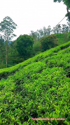 1.7K views · 67 reactions | 勺勺 Beautiful Talawakelle Sri Lanka 勺勺 #upcountry #naturelovers #nature #naturephotography #fblifestyle | Talawakelle Sri Lanka | Facebook