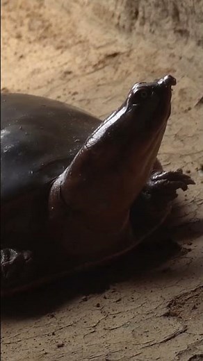 Meet the World's Most Mysterious Turtle!