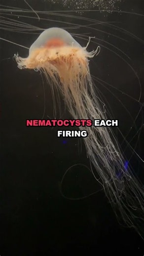 The Ocean's Invisible Executioner: Box Jellyfish's Deadly Sting