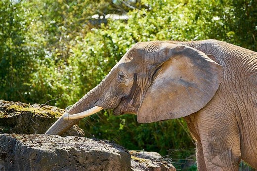 Rare ‘Ghost Elephant’ Caught on Camera in Senegal After Years of Disappearance - NewsBreak