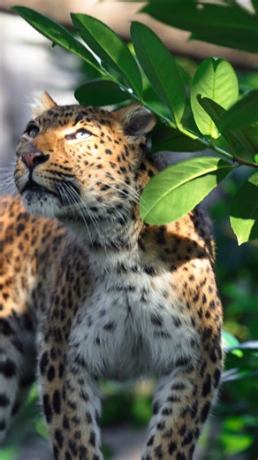 130K views · 9.9K reactions | Meet Atara, our North Chinese leopard ...