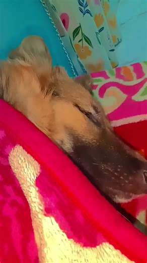 Lucy cutie pie sleeping #song 😘😘😘😘