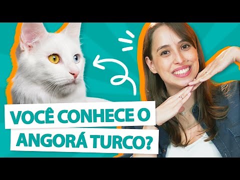 TUDO SOBRE GATO ANGORÁ TURCO - Guia de raça 😻
