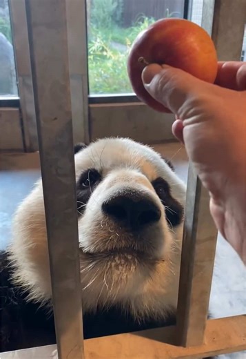 Discover the World of Giant Pandas