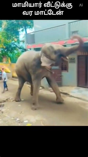 மாமியார் மங்கம்மா 🤣🐘🤣#dubbing #funny #comedydub #trending #comedy