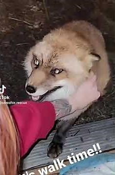 finnegan fox laughing 40 seconds