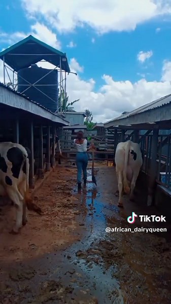 Dairy Farming in Githunguri: Life on the Farm