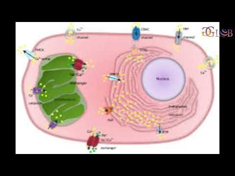 Calcium channel mechanism provides new insights into cellular quality control