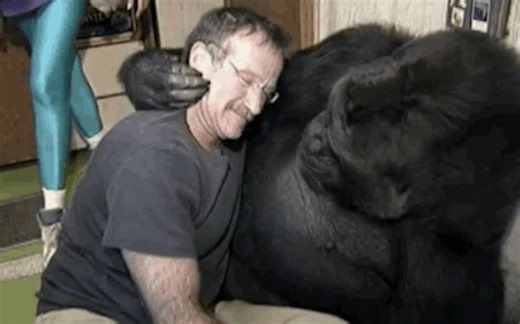 【纪录片】世界上第一只会用手语聊天的大猩猩koko的故事，本质是个猫奴・ω・