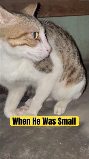When My Male Cat Was a Kitten, the Female Cat Kept Bullying Him 😿