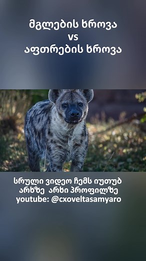 სრული ვიდეო ჩემს იუთუბ არხზე youtube: @cxoveltasamyaro #fyp #cxovelebi #interesting #animals #wolf #mgeli