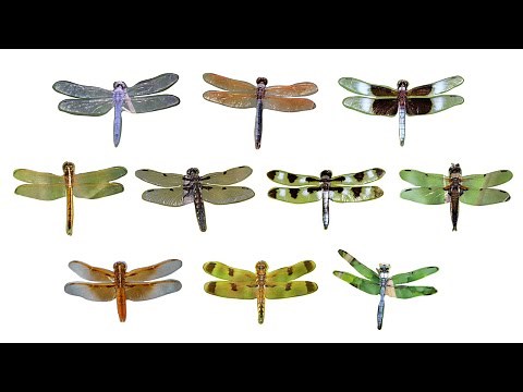 Species of Dragonfly Part 2 | Libellula Genus Dragonflies (Skimmers)