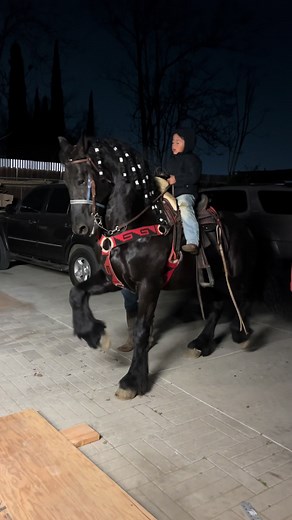 Caballos Bailando: El Arte de la Danza Equina