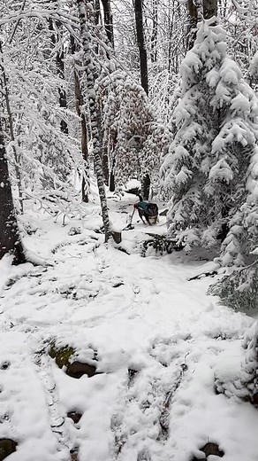 First snowy day in November send it of 2025. | The Fowler Herd