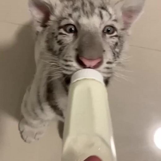 Bottle feeding little Airah 🐯🍼 #zwfmiami #tigers #animals #gotmagic #babyanimals #cuteanimals