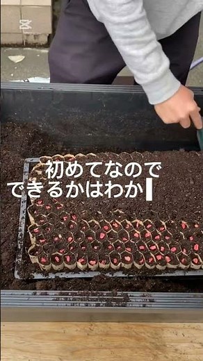 初めてのとうもろこし育苗🌽