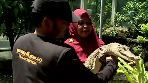Serunya Mengenal Hewan Reptil di Museum Komodo dan Taman Reptilia TMII
