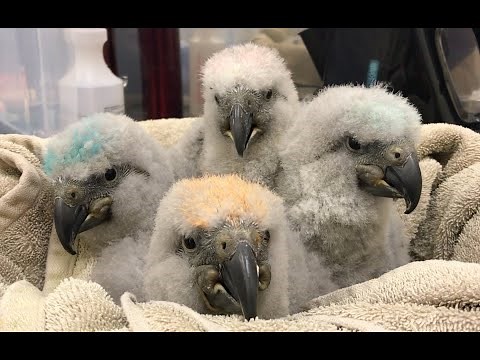Kaka and Kakapo Chick Development Comparison