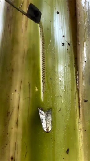 Satisfying Banana Tree Stem Carving Art 🌿🔪 #Shorts