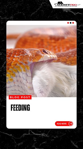 Make feeding time safer and stress-free for your snake 🐍. Frozen/thawed prey reduces risk of injuring your pet, is more humane, and keeps your reptile healthy. Learn step-by-step how to feed frozen mice to snakes in captivity here: https://bit.ly/47lNxQs | RodentPro.com