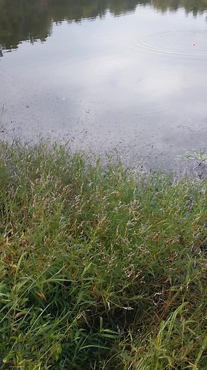 Johnny Wright on Reels