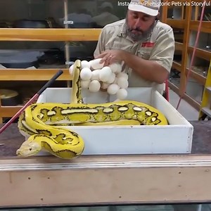 These snakes will do anything to defend their eggs and themselves! | Daily Mail Video