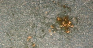 Mold Mites: What They Are and How to Avoid of Them