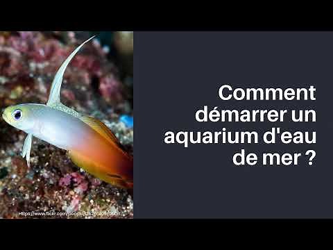 Comment démarrer un aquarium d'eau de mer ?