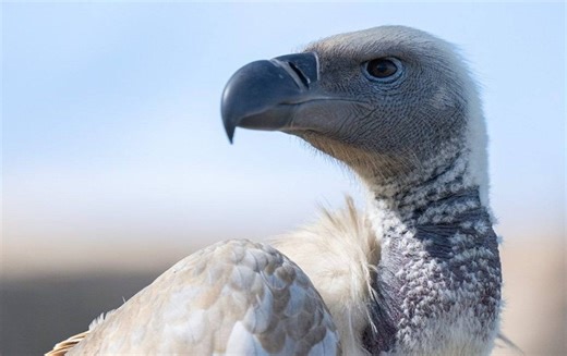 BREAKING NEWS: First Wild Cape Vulture Sighting in 30 Years