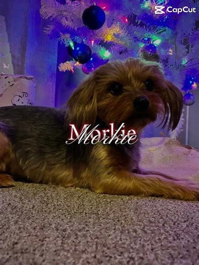 Maggie is a Maltese yorkie mix