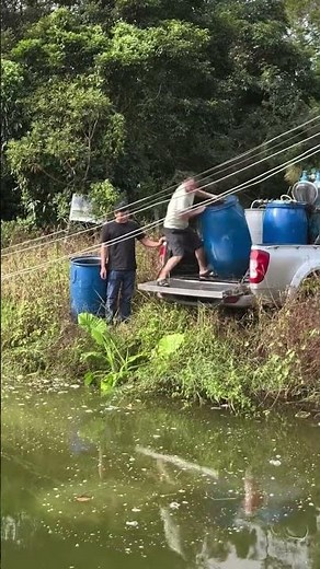 Thousands of Tiny Fish Swimming Together – Calm & Relaxing Water Scene 🐟🌊