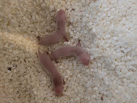 Black-Footed Ferret Kits Born May 19, 2021