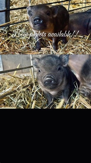 We have three new piglets that were added to the website as available today! Be sure to check them out and if you’re interested, fill out a pickle application! We will get back to you ASAP #piglet #piglets #minipigs