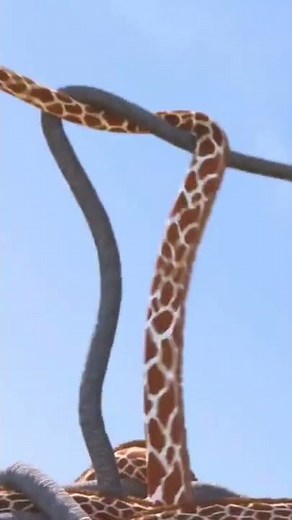 Elephant vs Giraffe Water Fight - Short Video