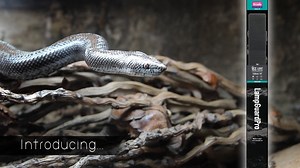 See how easy it is to provide protection from your light sources for reptiles. Our sleek, simple and strong LampGuardPro will protect and help save you the worry of animals breaking your lamps and equipment. | Arcadia Reptile