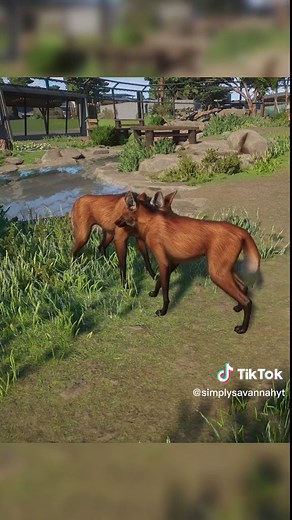 Have you seen the new Maned Wolf mating animation in Planet Zoo yet? 😍 . . . #PlanetzooBuild #planetzooscreenshot #planetzoocommunity #PlanetZooInspiration #planetzoohabitat #planetzoodesign #PlanetZooHabitat #PlanetZooGame #PlanetZooInspo #PlanetZooIdeas #planetzooanimals #PlanetZoo