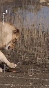 This is the amusing moment a trio of lions catch a turtle - only to be flummoxed by its shell 🐢 | Metro