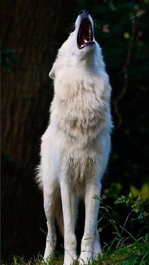Amazing Wolf Crying #wolf #wolves #howling