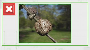 VERIFY: Experts say no cure for oak galls