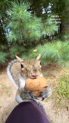 My little backyard buddies 😊❤️🐦🐿️ #squirrelwhisperer #amazing #chipmunk #squirrel #Lilly #Daisy #BabyEyeball #bird #tuftedtitmouse #BirdyBird #squirrelfriends #backyardwildlife #connectwithnature #melgsbackyard #melgsbackyardsquirreling | Melanie Getchell