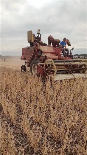 McCormick 91 combining beans at Half Century of progress #farmall51 #combine